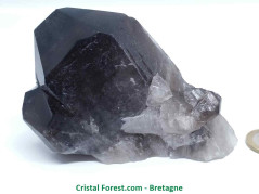 Quartz Fumé - Druse (Amas) - Gerbe