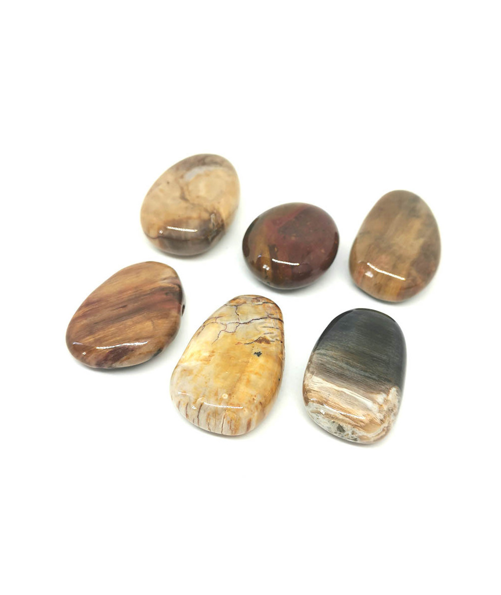 Bois fossilisé (pétrifié) 