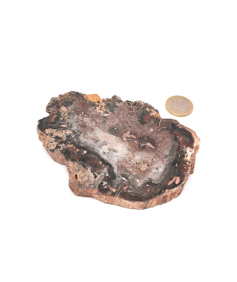 Bois fossilisé (Pétrifié) 