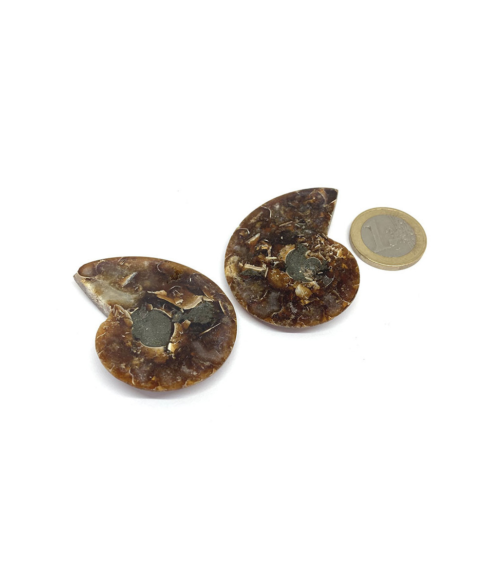 Ammonite - Fossile