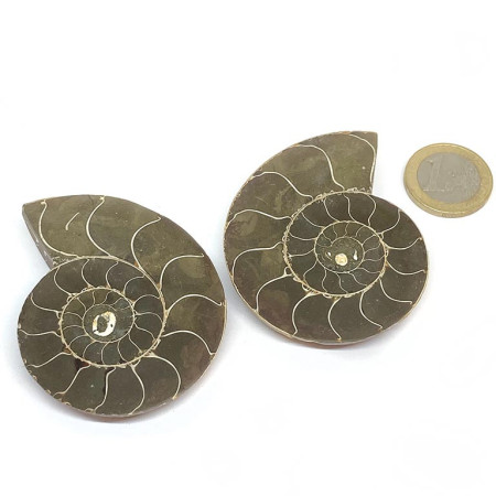 Ammonite - Fossile