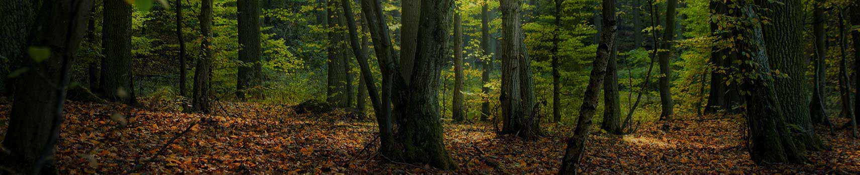 Cristal Forest